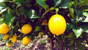 Albero di limone: perché si consiglia di mettere le lenticchie nel terreno e a cosa servono